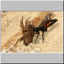 Anoplius viaticus - Wegwespe 38b beim Eintrag einer Trochosa-Wolfsspinne.jpg